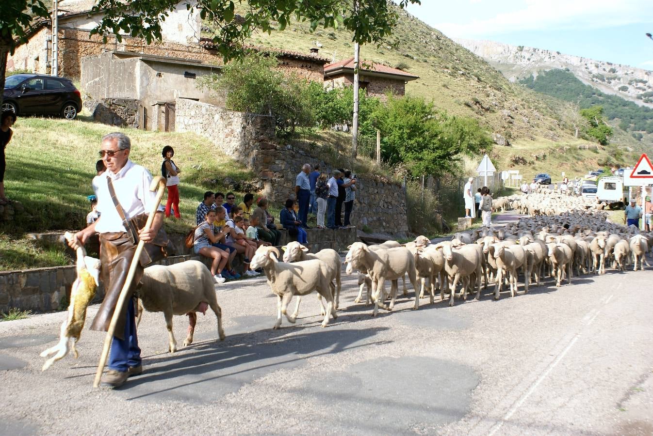 Los pastores han llegado de Extremadura con 500 ovejas