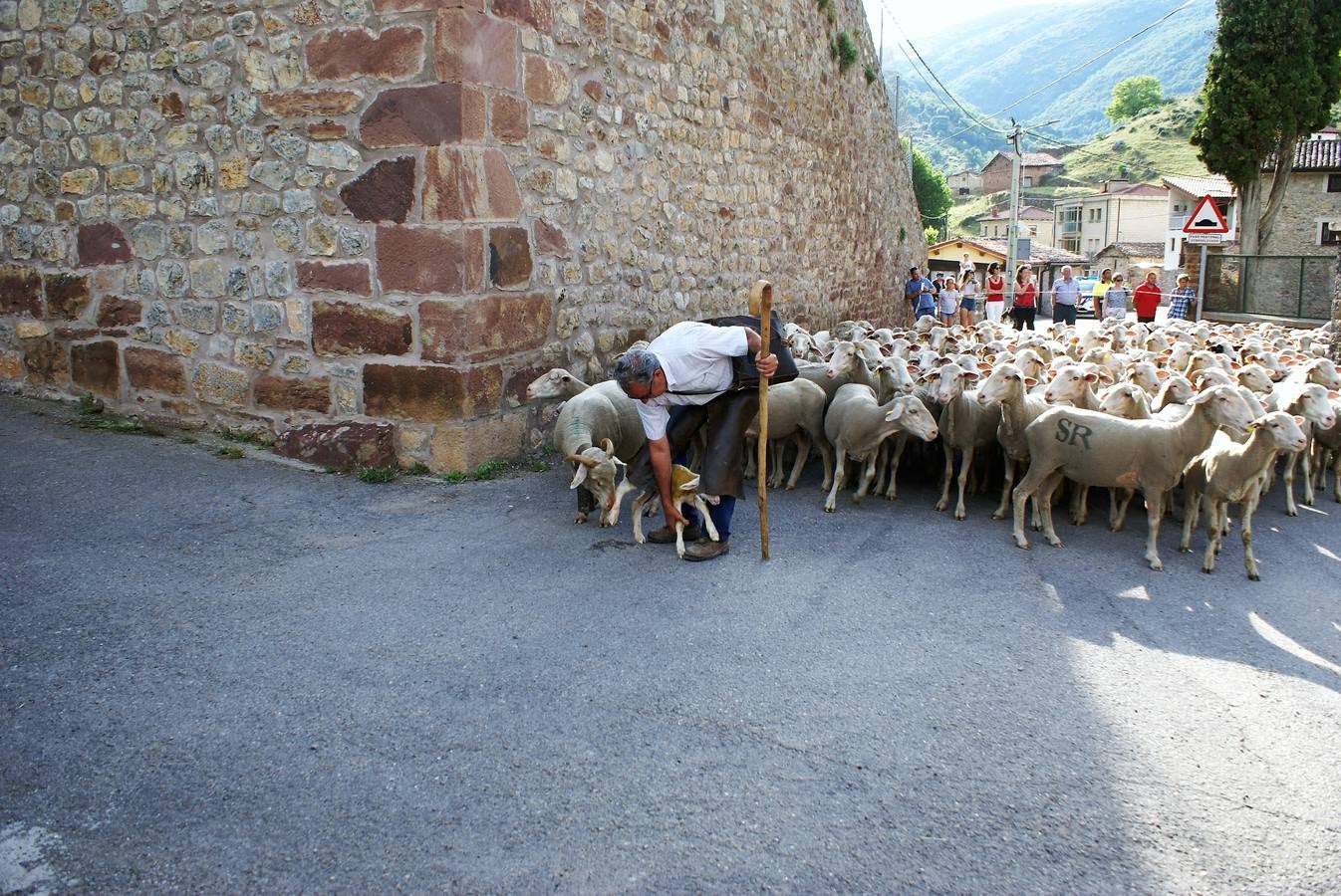 Los pastores han llegado de Extremadura con 500 ovejas