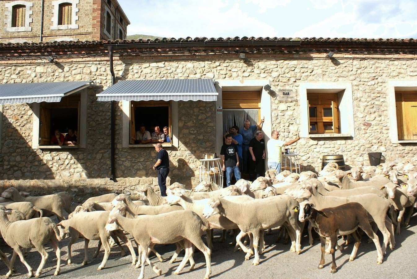 Los pastores han llegado de Extremadura con 500 ovejas