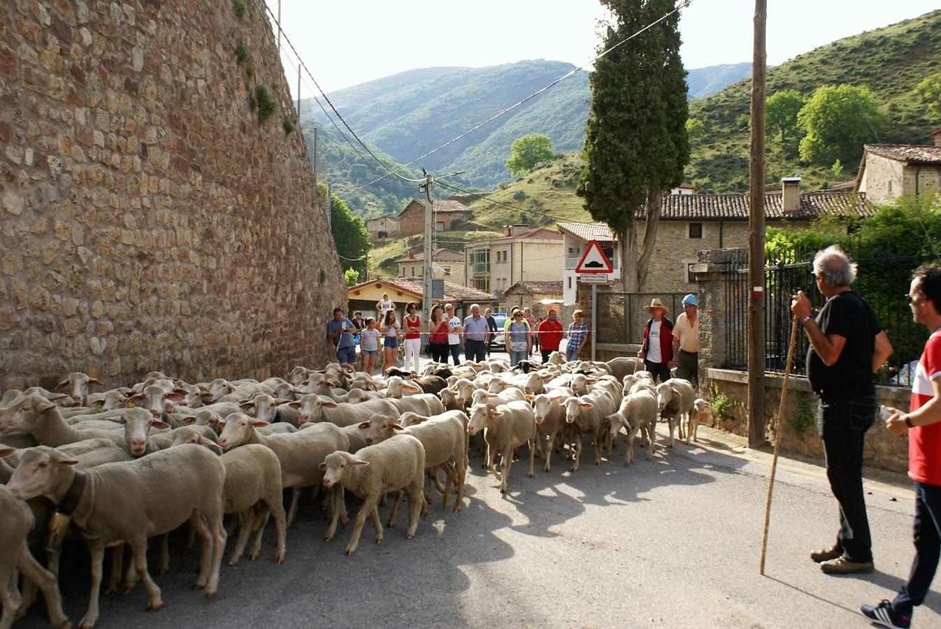 Los pastores han llegado de Extremadura con 500 ovejas