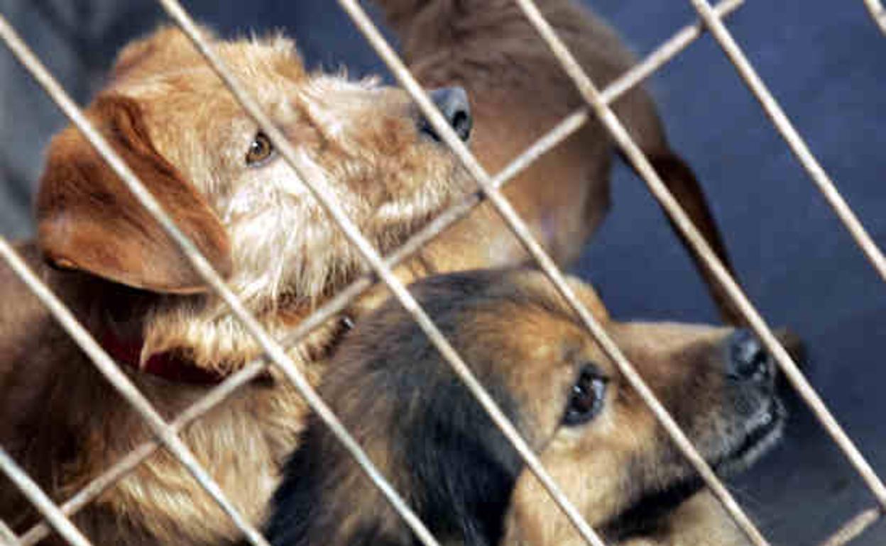 Perros recogidos por la Asociación Protectora de Animales en Logroño