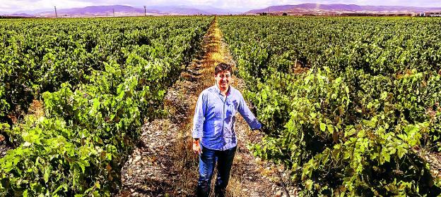 Eduardo Hernáiz, en Finca la Emperatriz, con varias parcelas reconocidas como Viñedo Singular y con la sierra de la Demanda al fondo. 