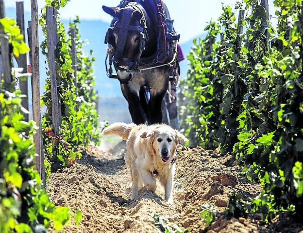 Merlot, el perro de Bárbara, acompaña a la mula entre las vides. 