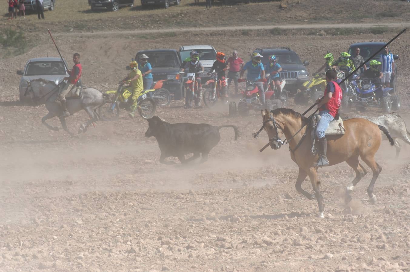 Fotos: La entrada de reses bravas de Valverde, en imágenes