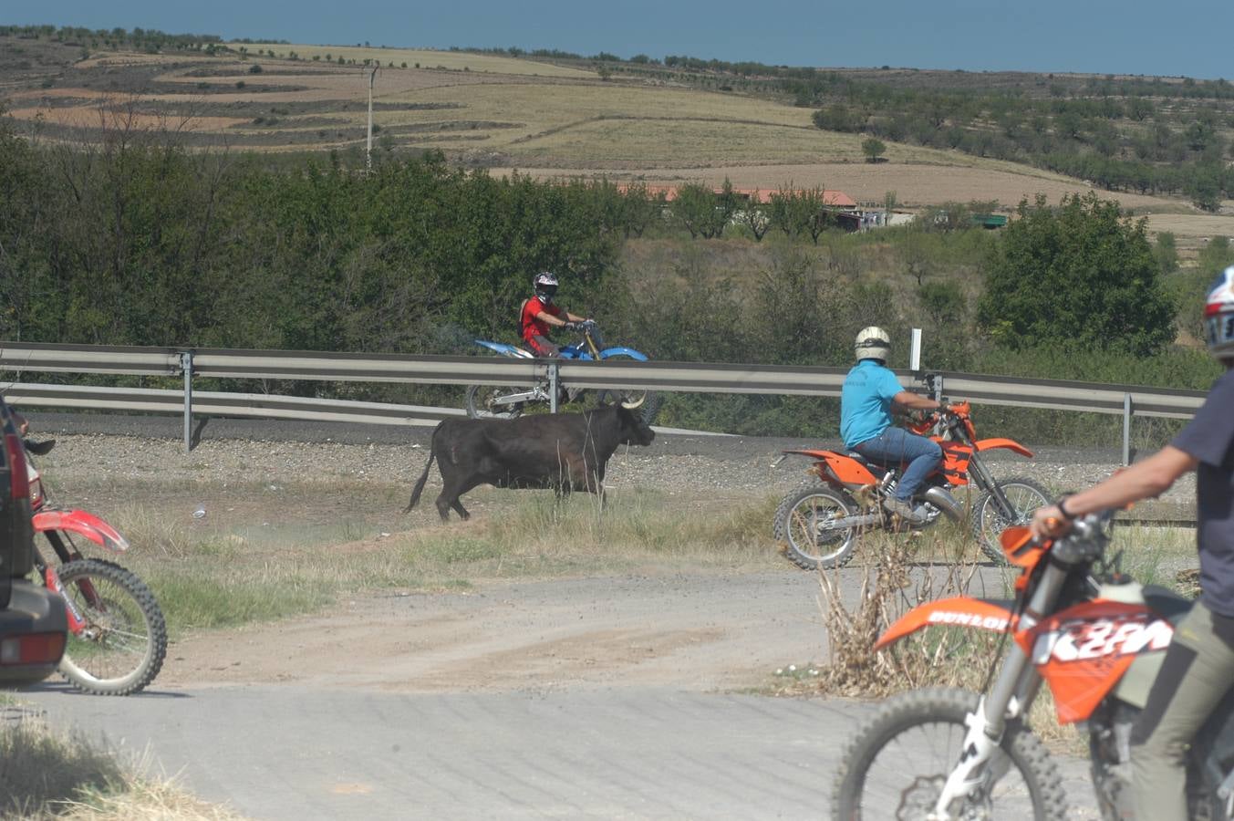 Fotos: La entrada de reses bravas de Valverde, en imágenes