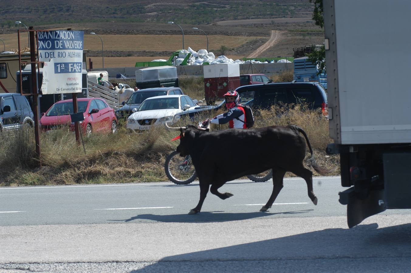 Fotos: La entrada de reses bravas de Valverde, en imágenes