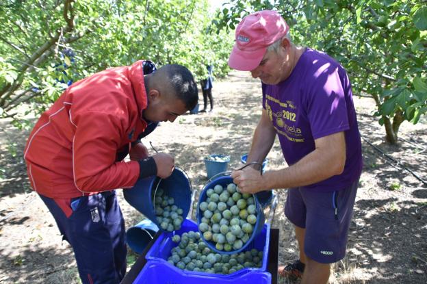 Roberto Miguel Merino, ayer en una de sus fincas de Quel en plena recogida de ciruelas.