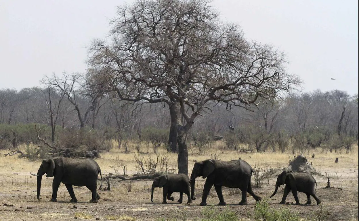 Una manada de elefantes del Parque Nacional de Hwange (Zimbabue).