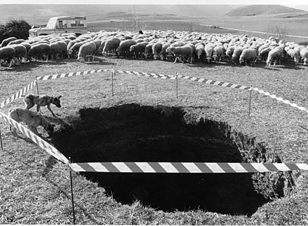 Los perros de José María, el pastor, se asoman con curiosidad y algo de miedo al hoyo abierto en la finca, situada a unos tres kilómetros de Estollo.