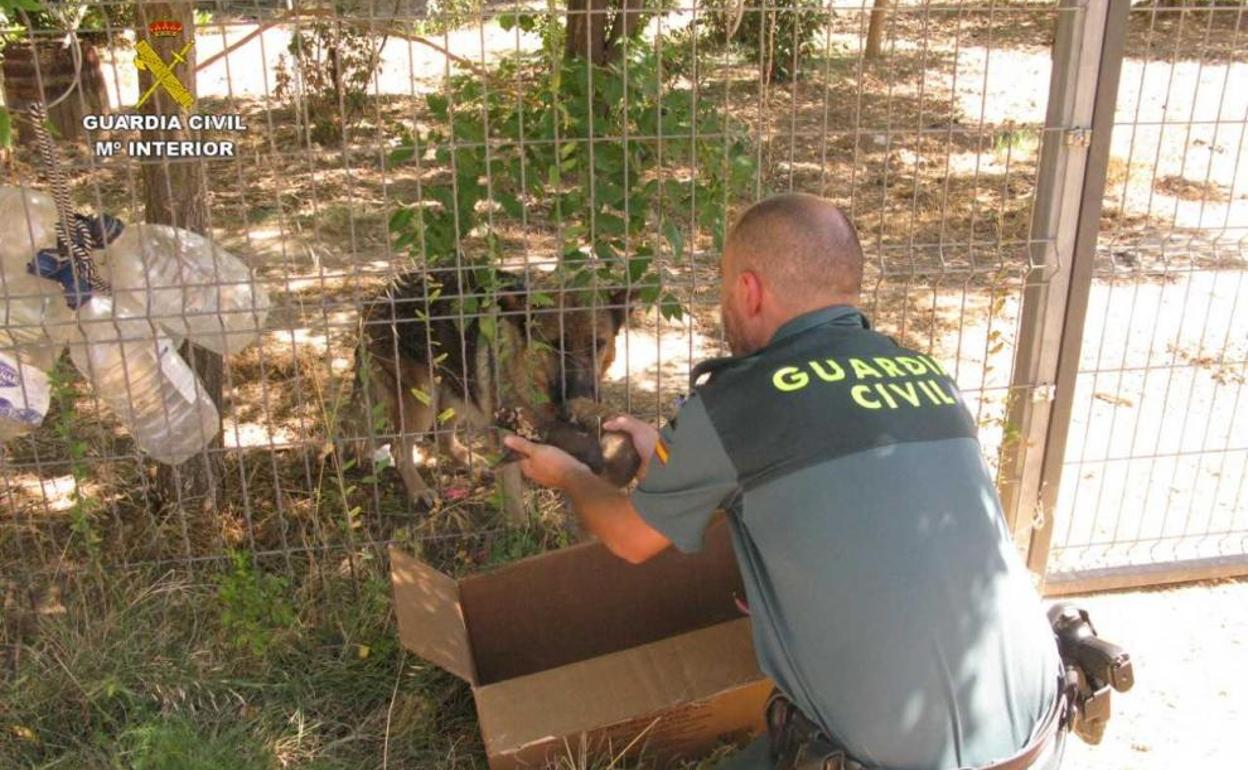 Un guardia civil enseña algunos de los cachorros de pastor alemán rescatados a una hembra adulta.