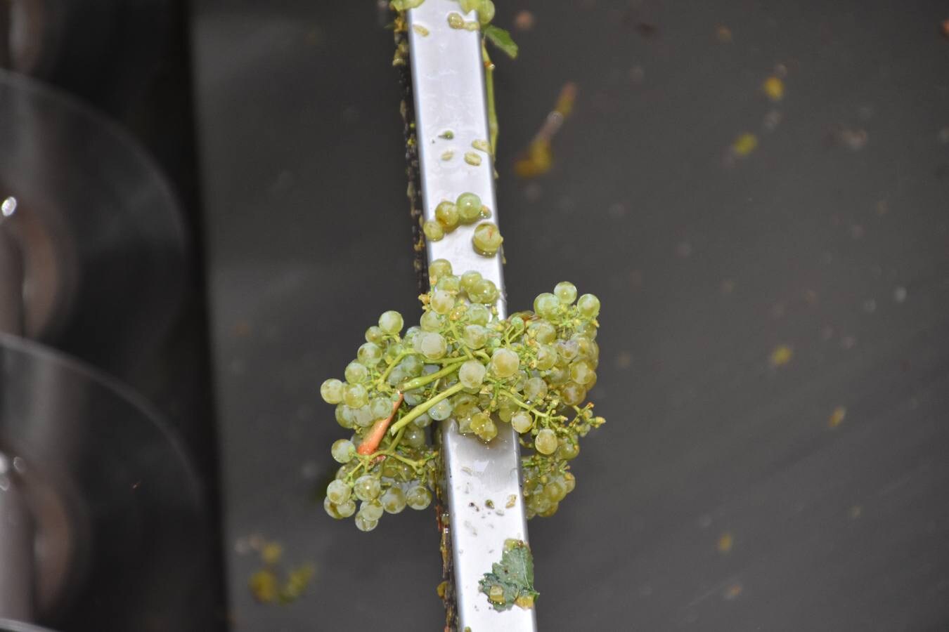 Fotos: Aldeanueva inicia la vendimia de uva blanca