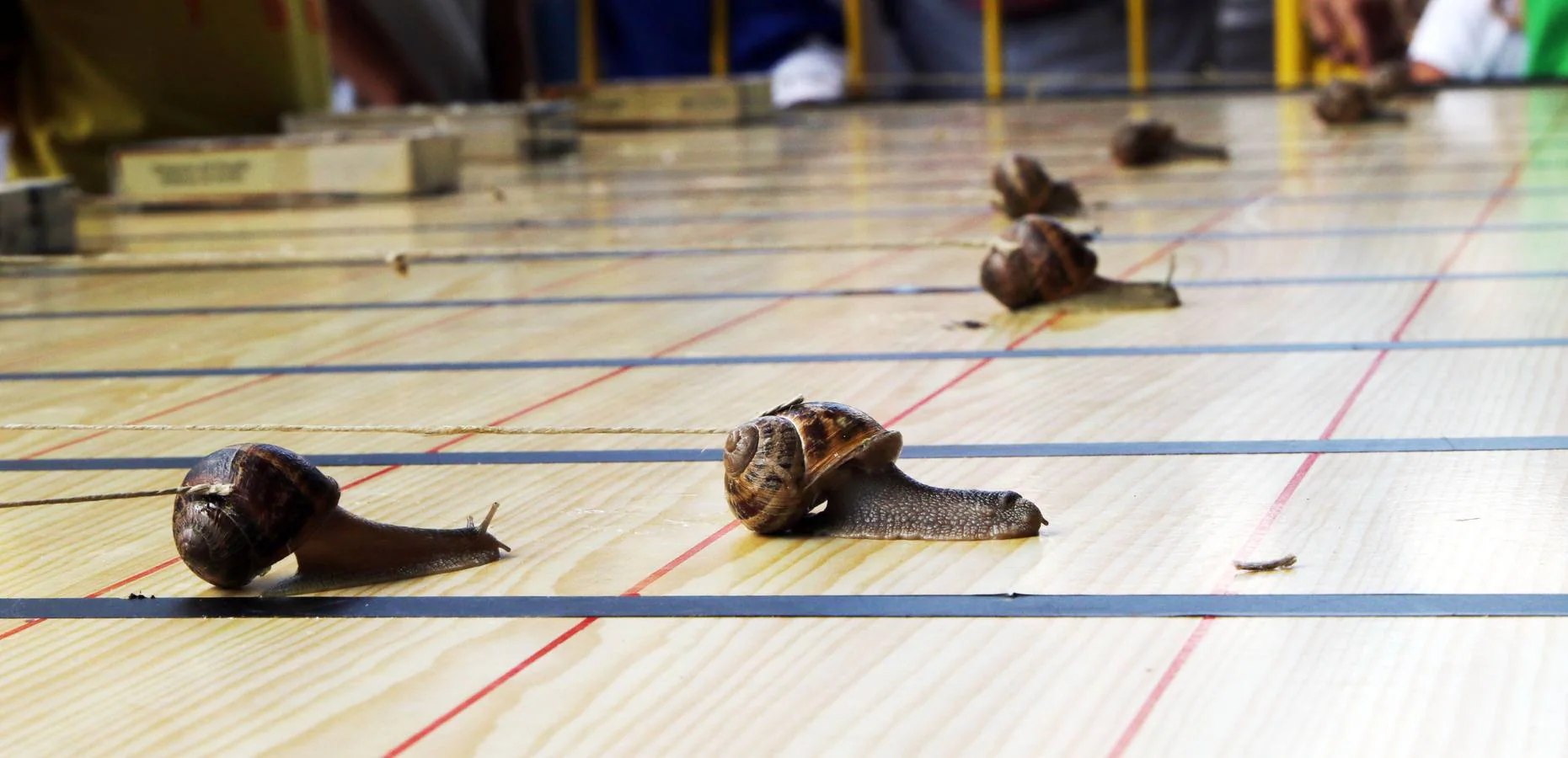 Fotos: 33ª carrera de caracoles de Tricio