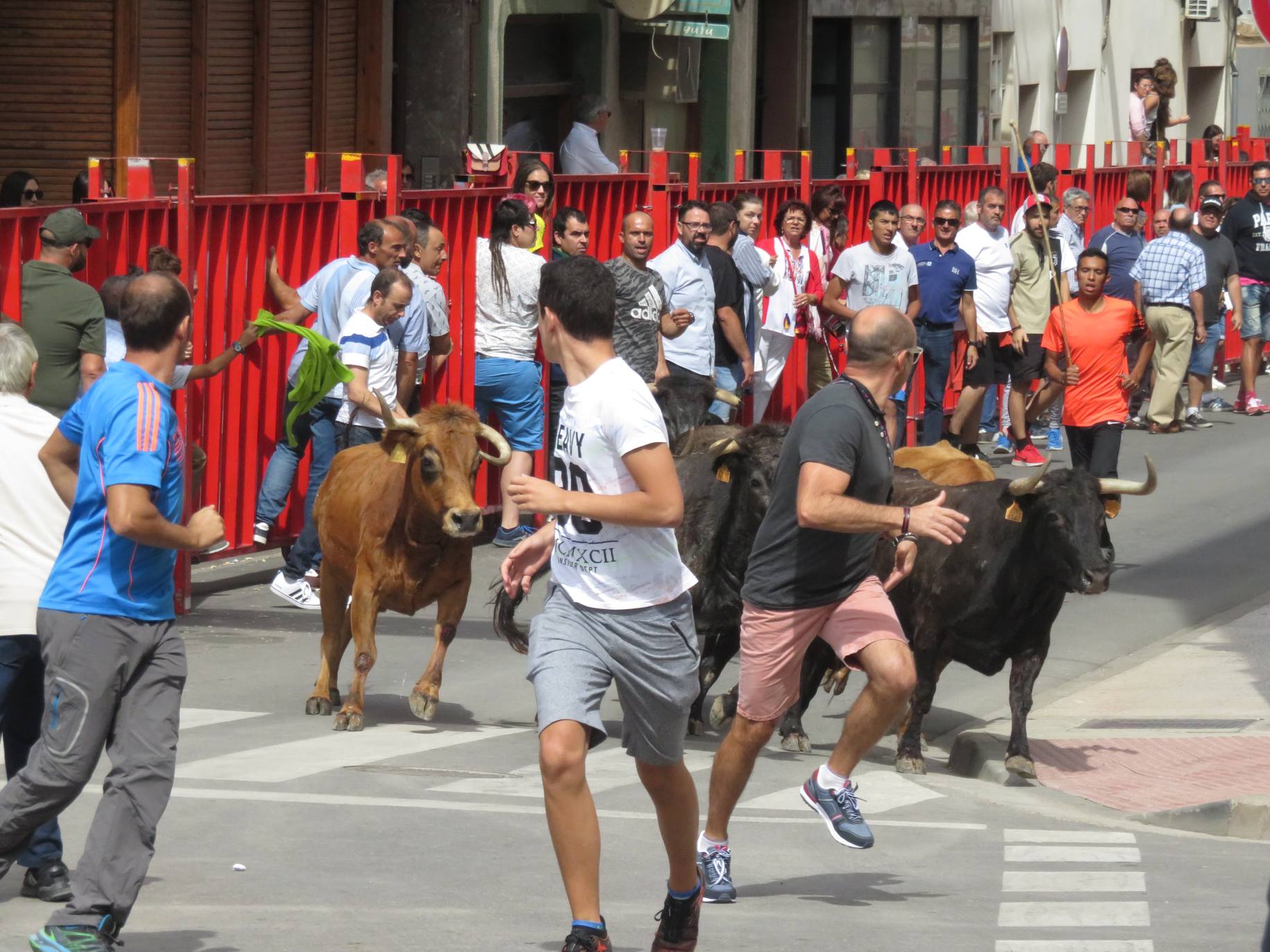 Fotos: Encierro limpio en el cuarto día de fiestas en Alfaro