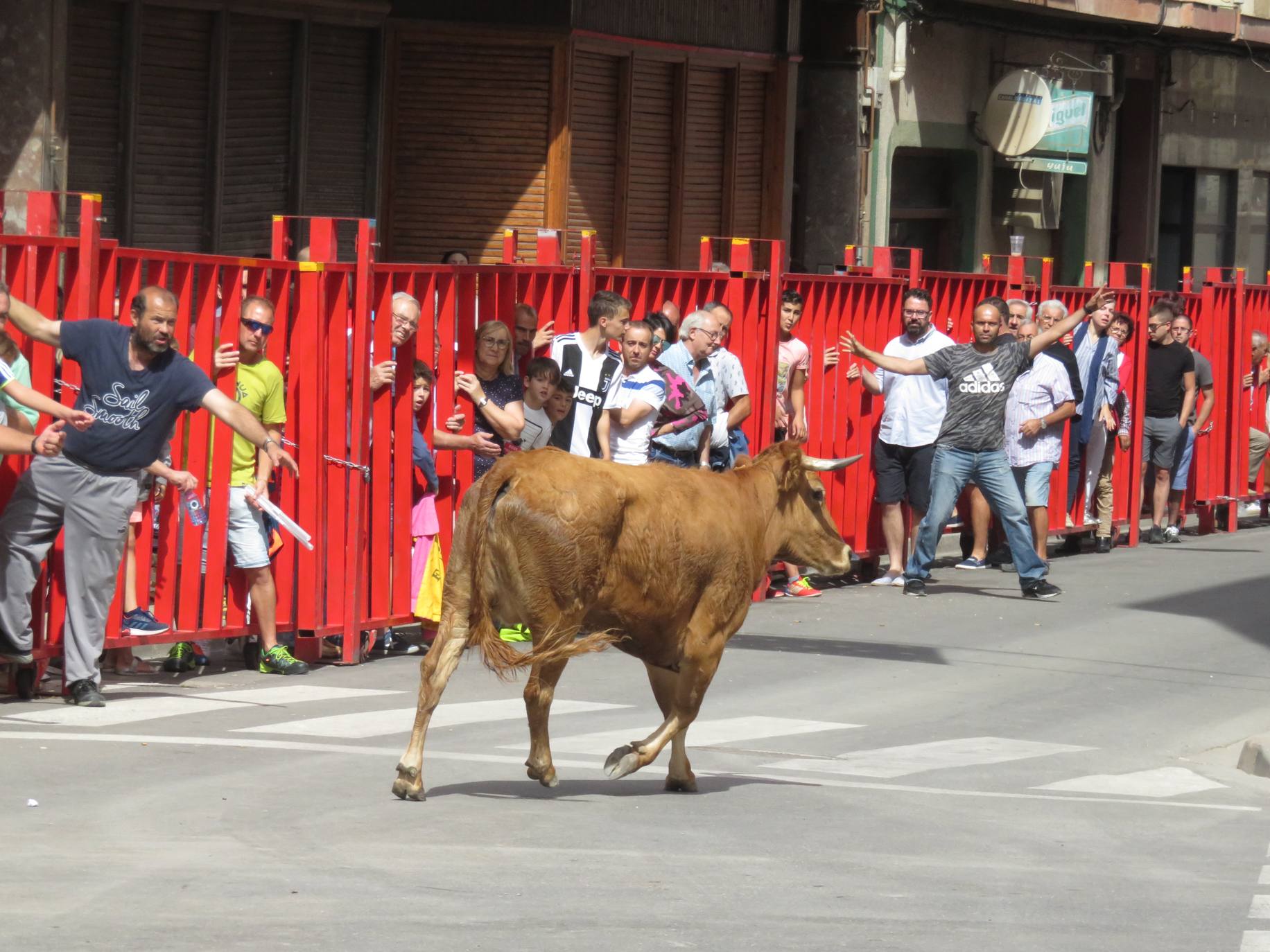 Fotos: Encierro limpio en el cuarto día de fiestas en Alfaro