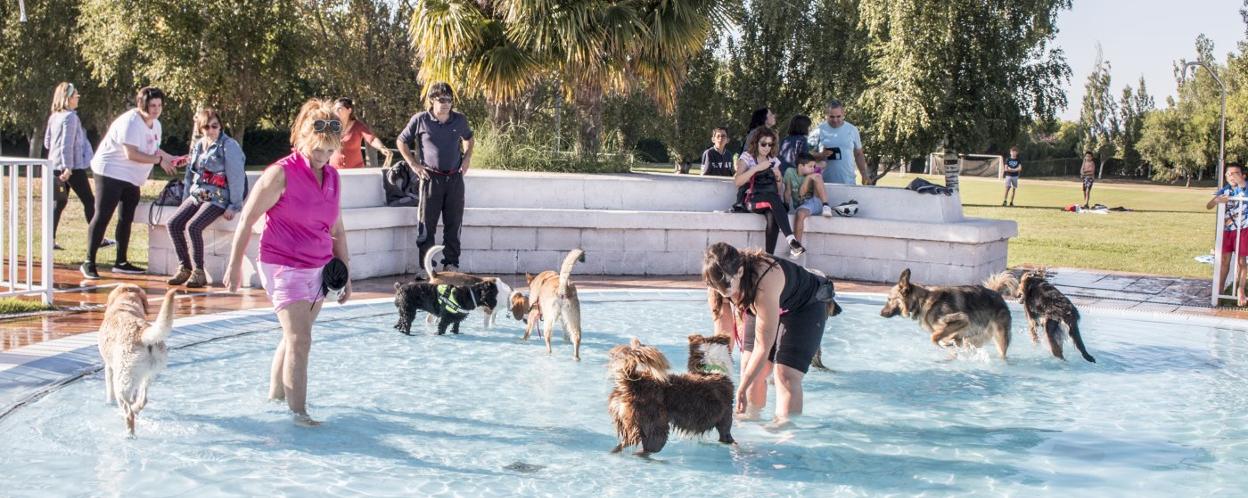 Algunos de los perros participantes en la jornada, en la piscina de chapoteo