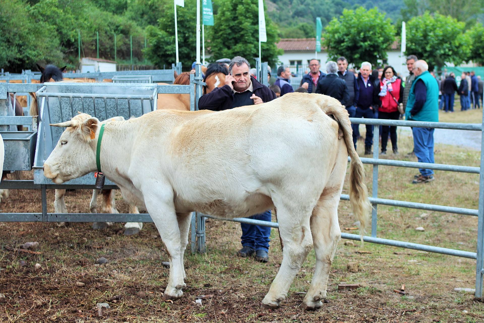 Fotos: XXIII edición de la Feria de Ganado en Villoslada