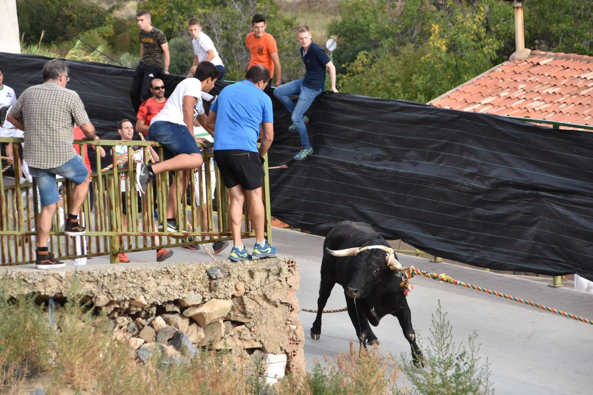 Fotos: Suelta de toros ensogados en Cabretón