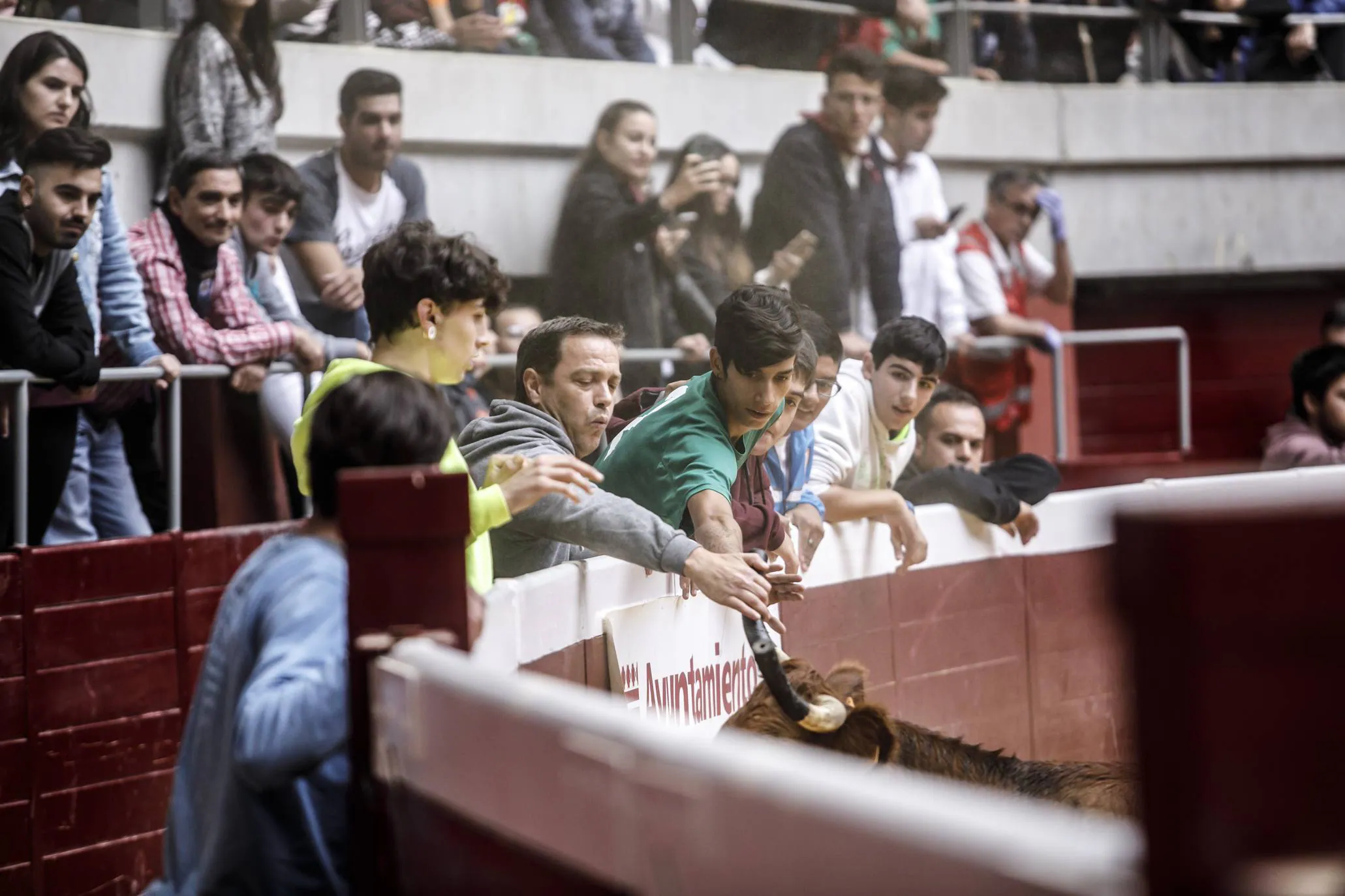 Como cada mañana, el martes la Plaza de Toros de La Ribera estaba llena.