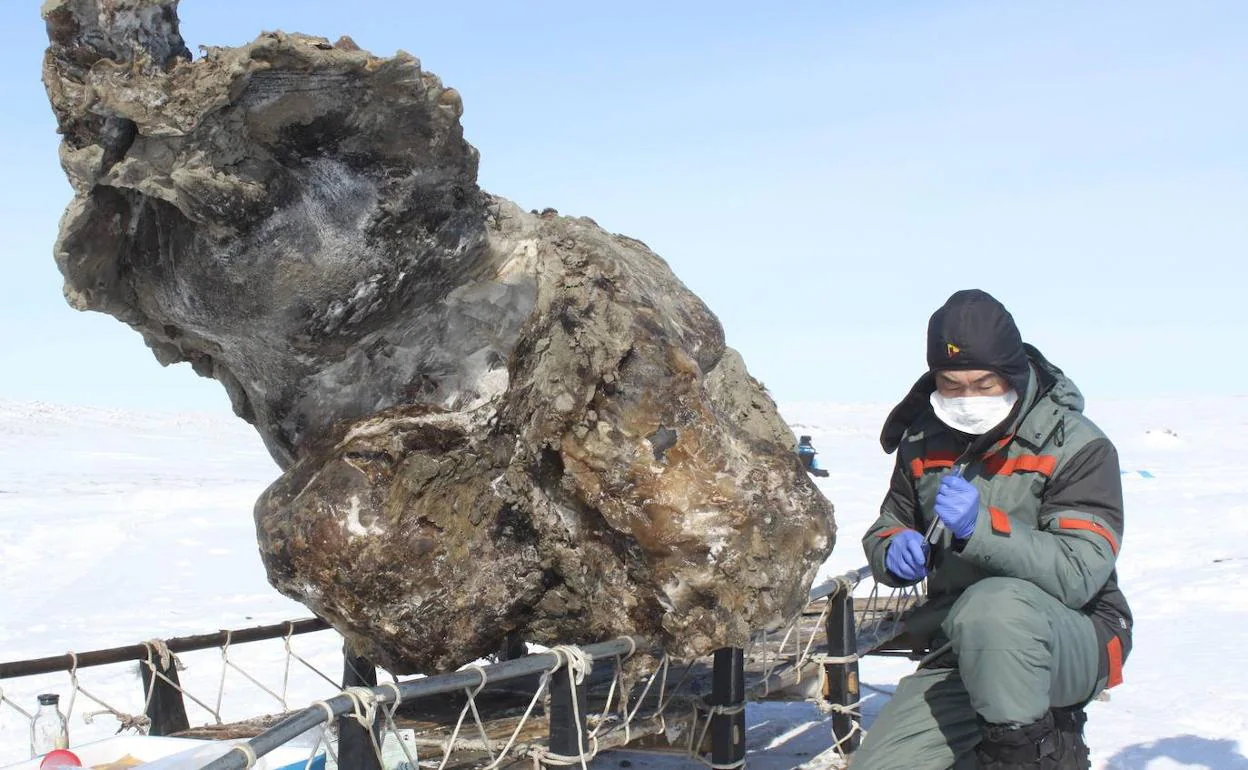 Restos de un mamut congelado, hallado en una remota isla del Ártico, en Rusia.