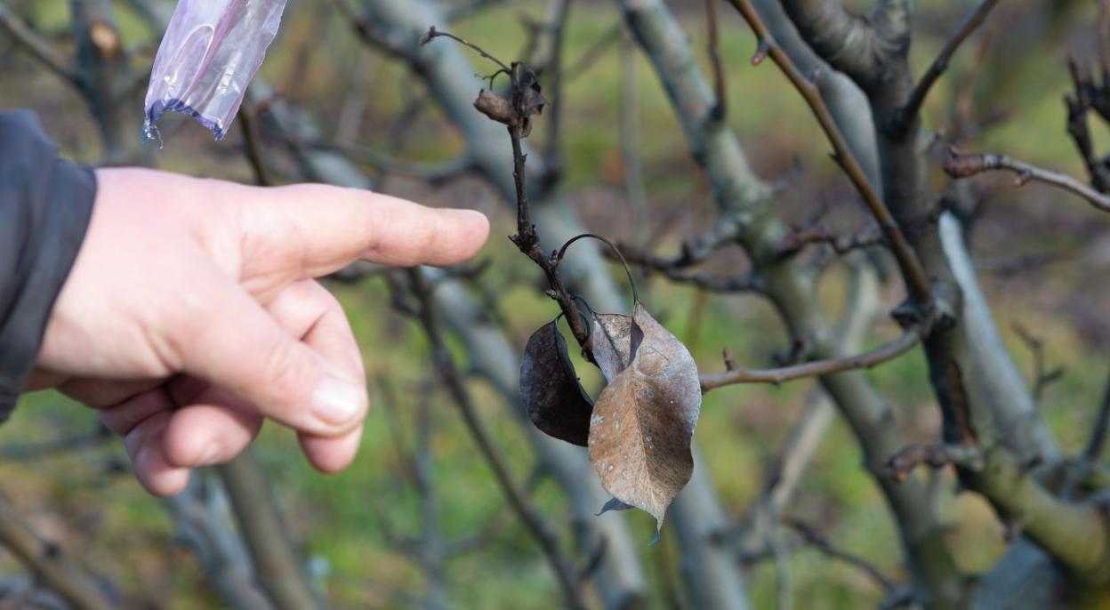 Un agricultor señala un peral afectado por fuego bacteriano el año pasado en Entrena. 