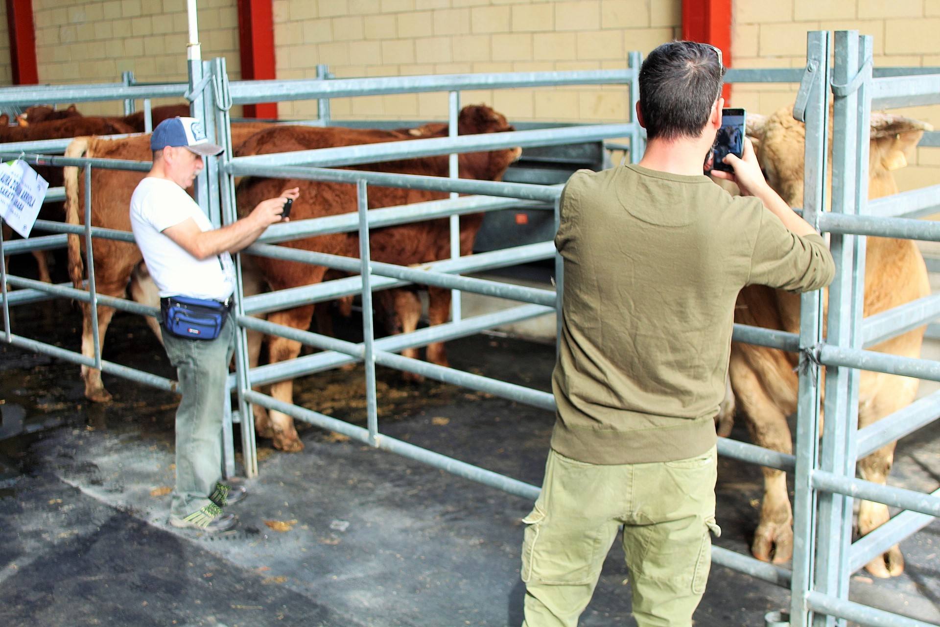 Ganaderos de múltiples provinicias se han dado cita en la localidad camerana. 