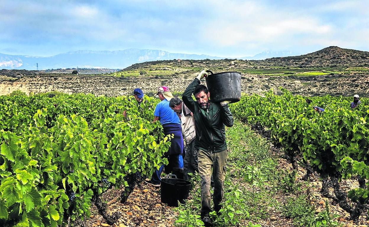 Vendimia de en la zona de El Cortijo.