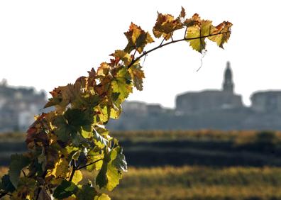 Imagen secundaria 1 - El viñedo vira al otoño