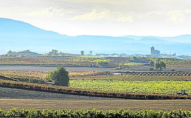 Imagen principal - El viñedo vira al otoño