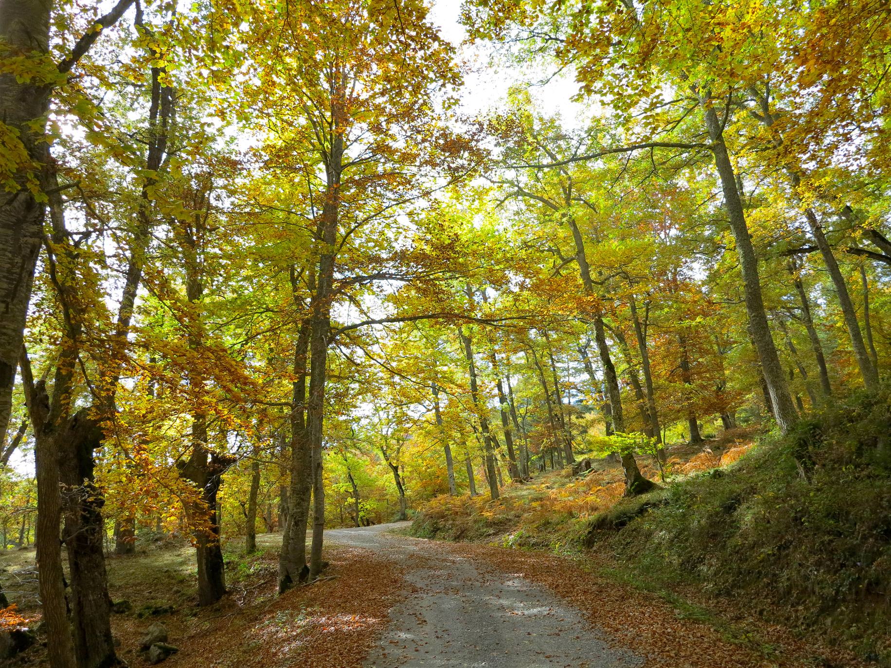 Con el temporal arreciando, el otoño da sus últimos suspiros en los Cameros riojanos dejando como testimonio bonitas estampas de bosques encendidos en llamativos colores. Un lujo para el paseo y la fotografía