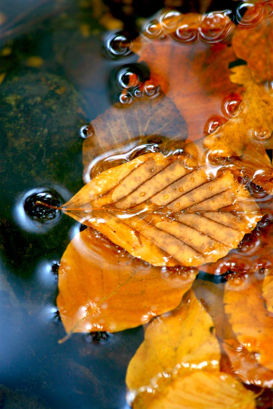 Con el temporal arreciando, el otoño da sus últimos suspiros en los Cameros riojanos dejando como testimonio bonitas estampas de bosques encendidos en llamativos colores. Un lujo para el paseo y la fotografía