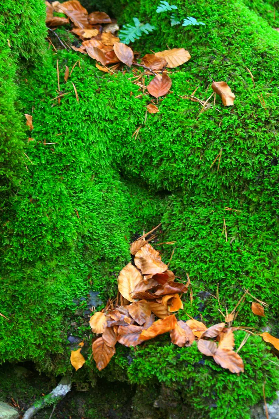 Con el temporal arreciando, el otoño da sus últimos suspiros en los Cameros riojanos dejando como testimonio bonitas estampas de bosques encendidos en llamativos colores. Un lujo para el paseo y la fotografía