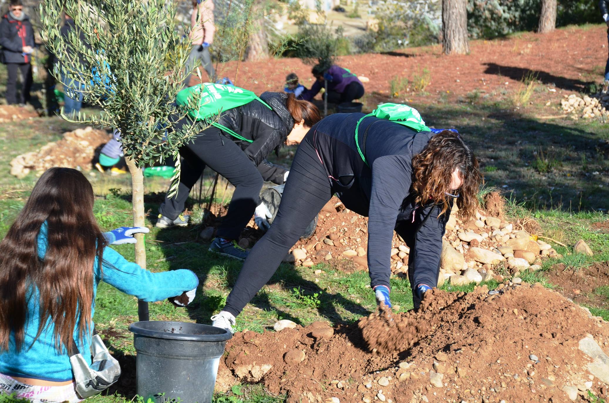 Numerosos grupos de amigos y familias plantaron los árboles en una ladera de la carretera de Murillo