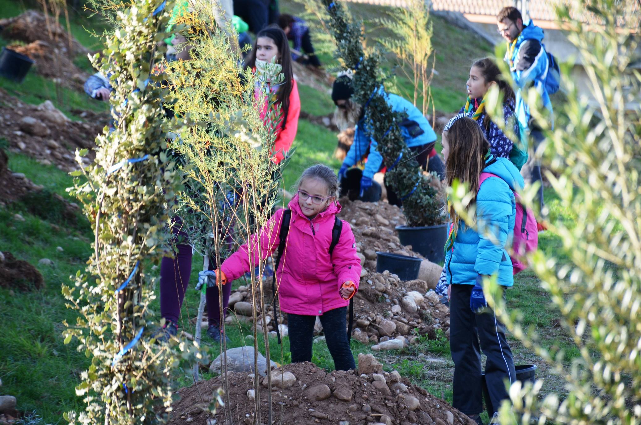 Numerosos grupos de amigos y familias plantaron los árboles en una ladera de la carretera de Murillo