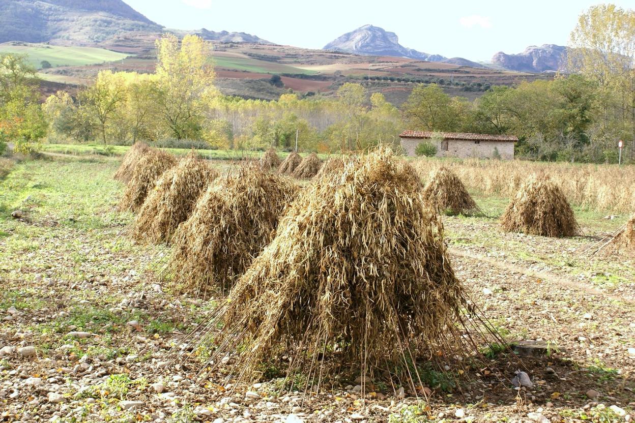 Característicos montones apiramidados para el secado de las plantas de alubia. :: F. D.