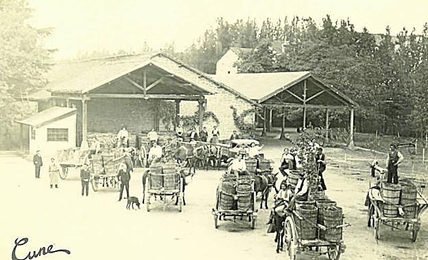 Antigua imagen de bodegas CVNE, en plenas labores de vendimia con los carros cargados de las camportas con la uva. 