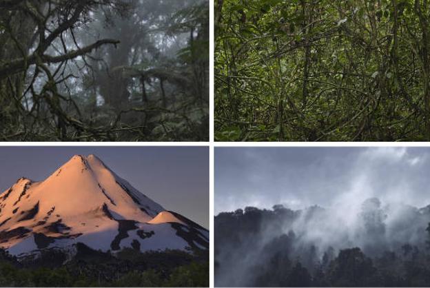 Cuatro de las fotografías que Rocandio expone en el Ifema