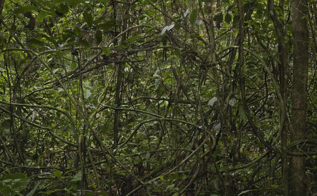 Fotografía de una masa arbolada enmarañada por las lianas. 