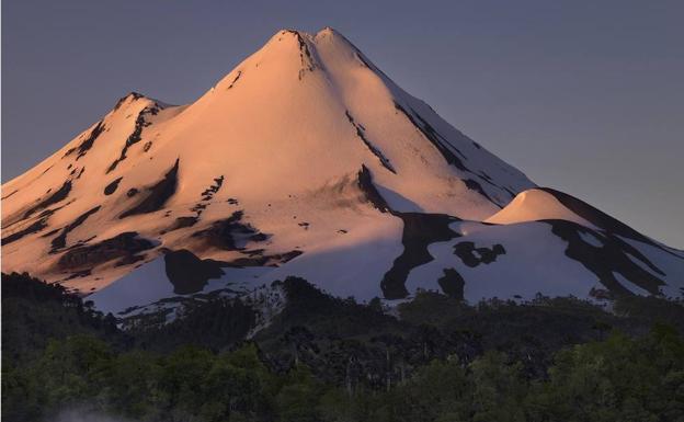 Araucarias en la falda del volcán Llaima, situado en la mitad sur de Chile.