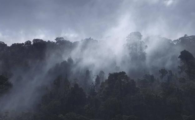 Imagen de un bosque embebido por la niebla en la Guyana francesa.