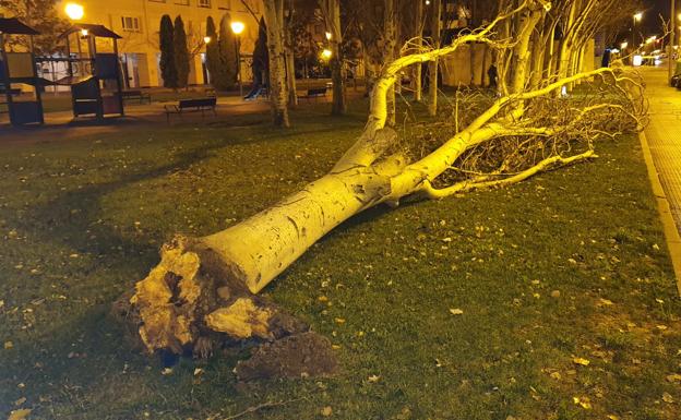 Árbol caído en Cascajos