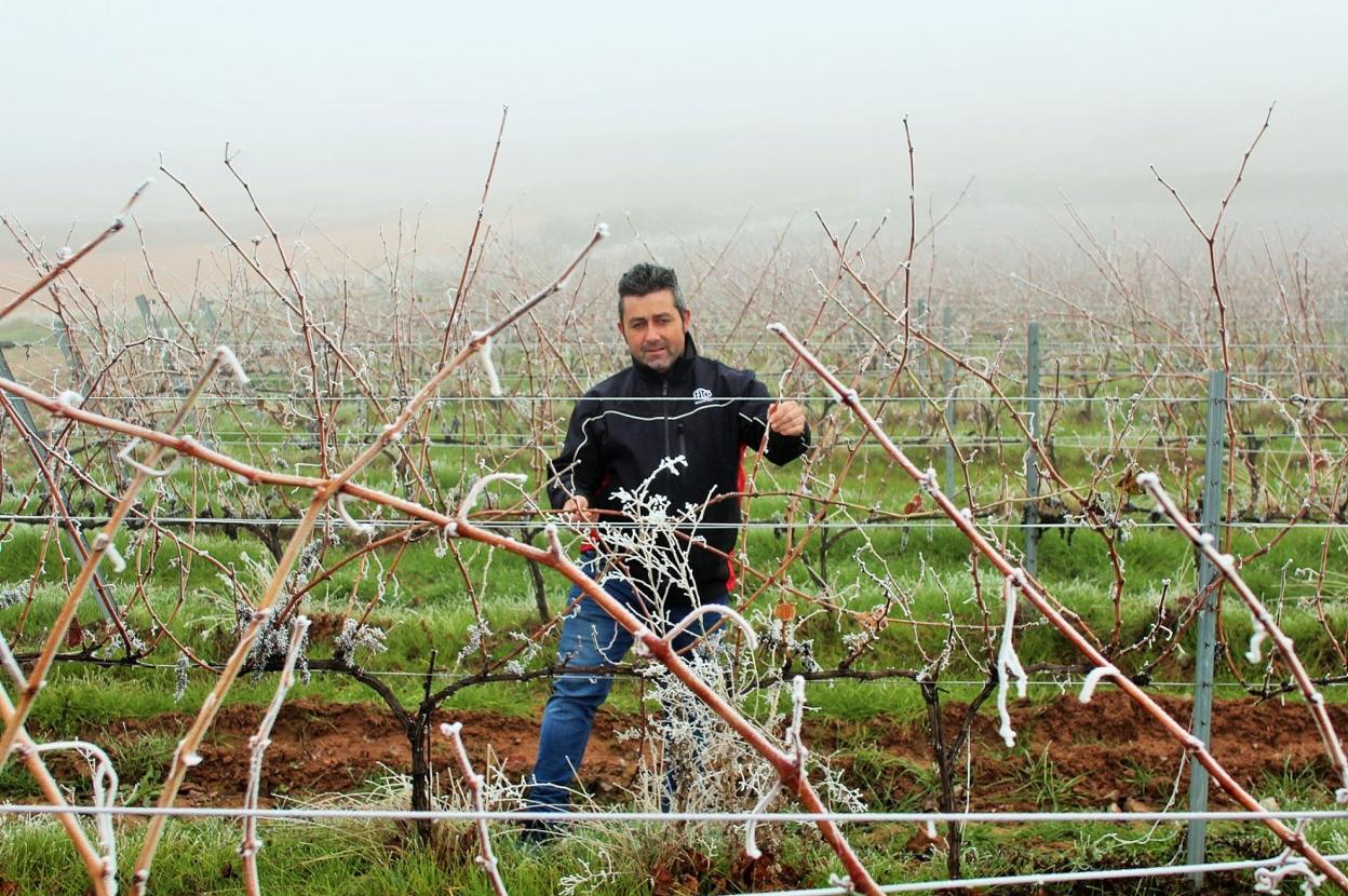 José Gabriel revisa una de sus viñas en el paraje La Olla del Villar de La Unión (Clavijo) bajo la niebla.