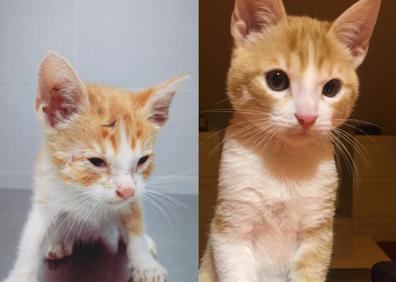 Imagen secundaria 1 - Recogen firmas para evitar la cruzada sonserrana contra los gatos callejeros