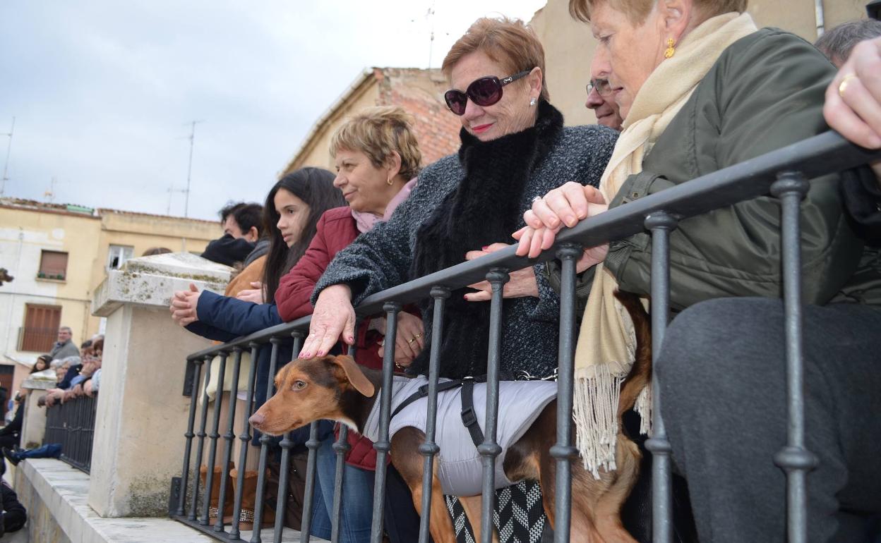 Bendición de los animales en el Planillo de San Andrés