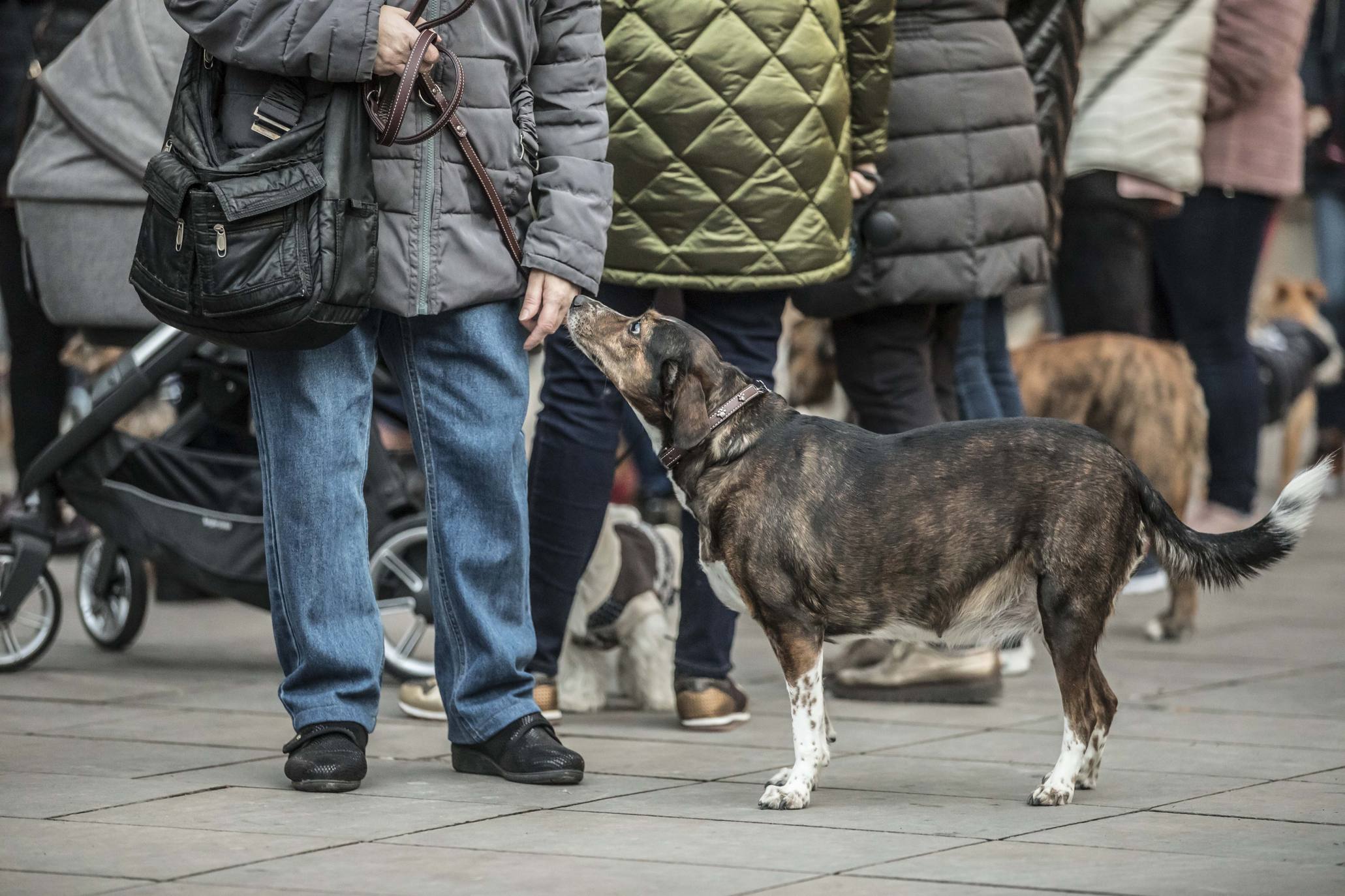 Bendición de los animales en Logroño en el día de San Antón