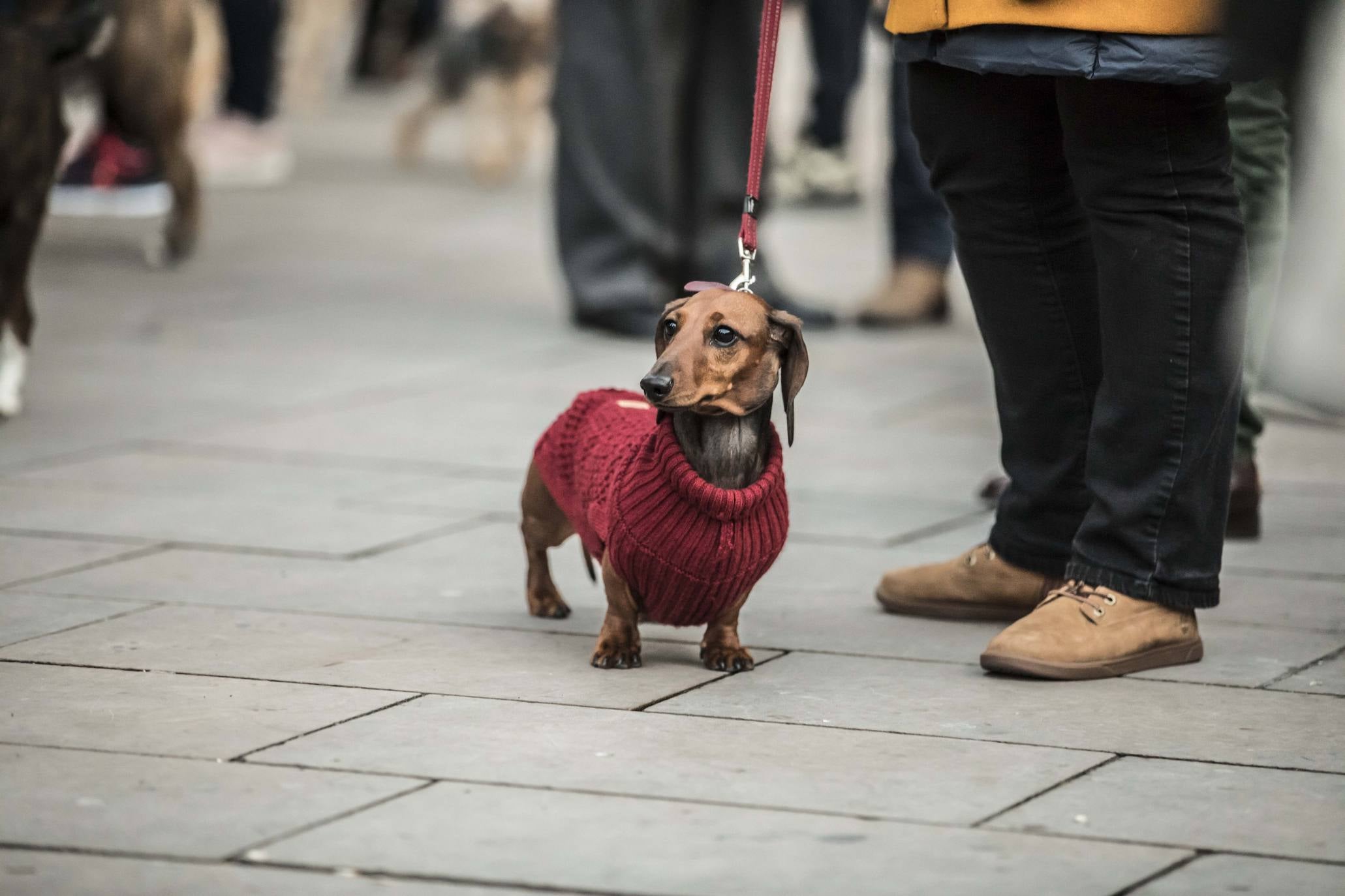 Bendición de los animales en Logroño en el día de San Antón