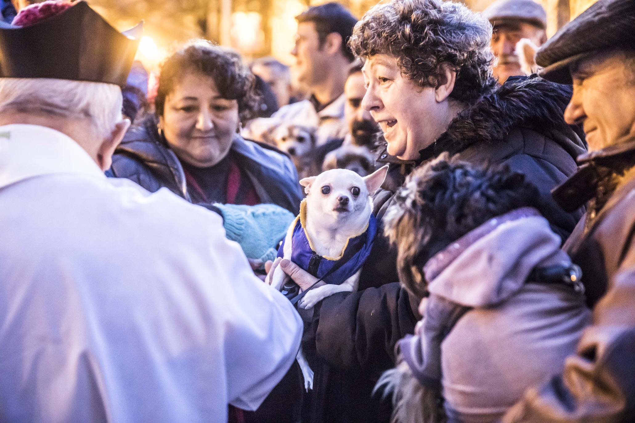 Bendición de los animales en Logroño en el día de San Antón