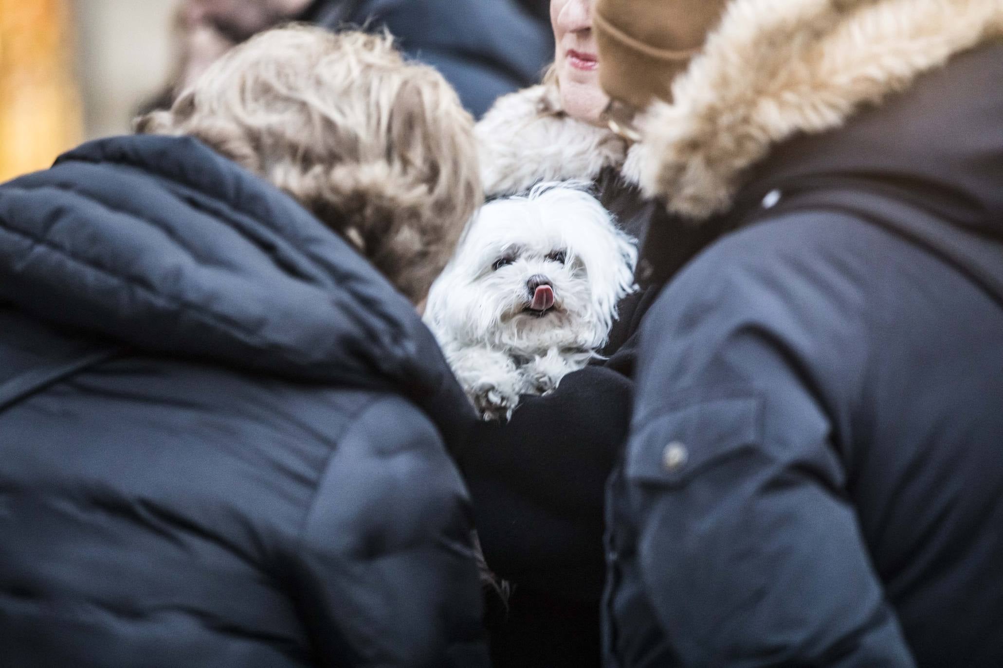 Bendición de los animales en Logroño en el día de San Antón