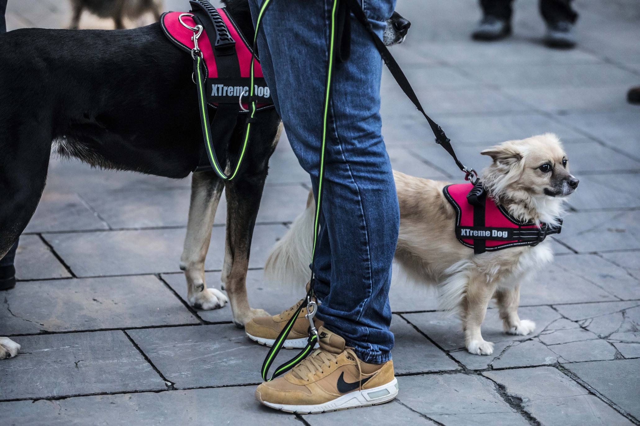 Bendición de los animales en Logroño en el día de San Antón