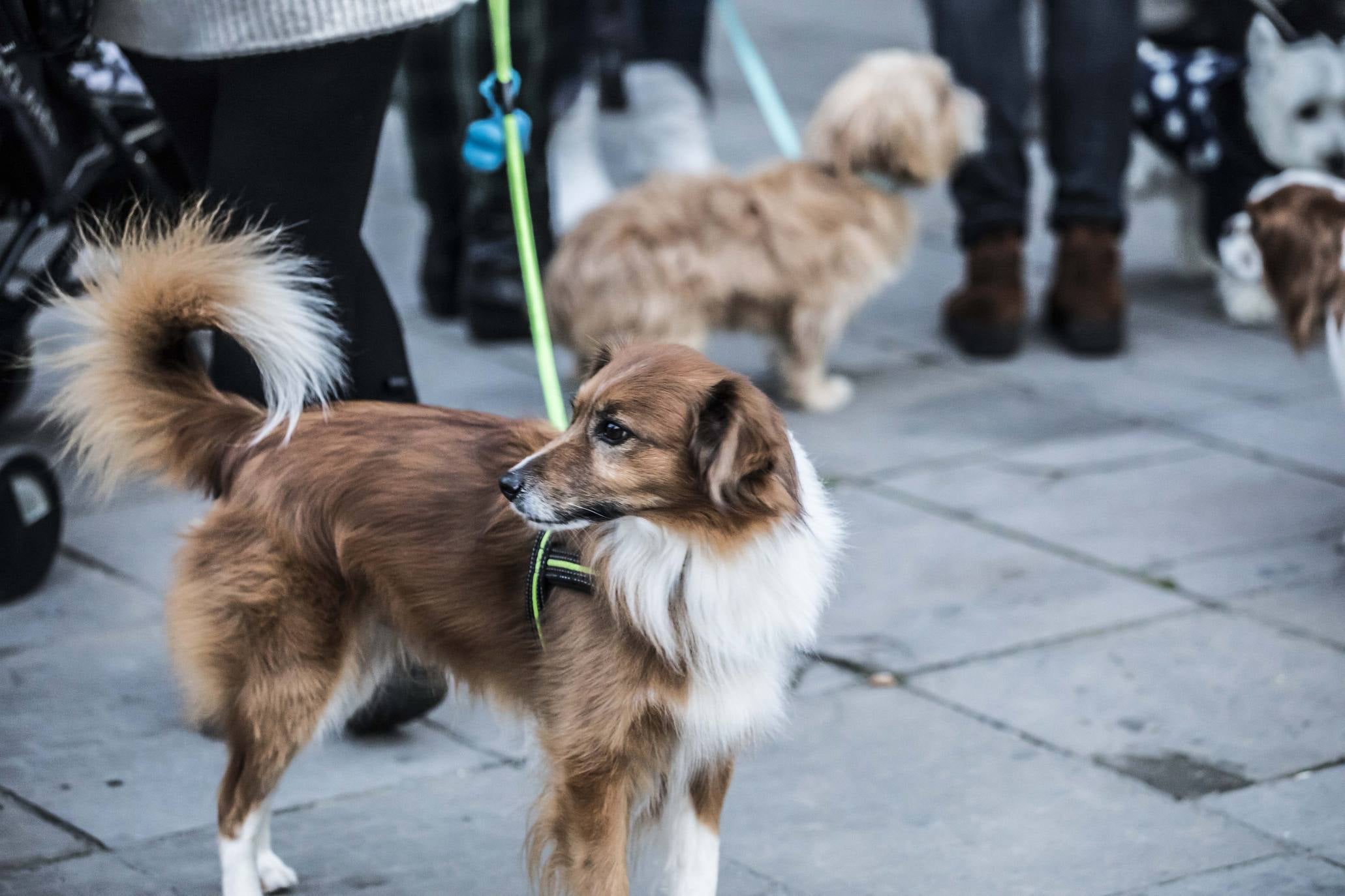 Bendición de los animales en Logroño en el día de San Antón