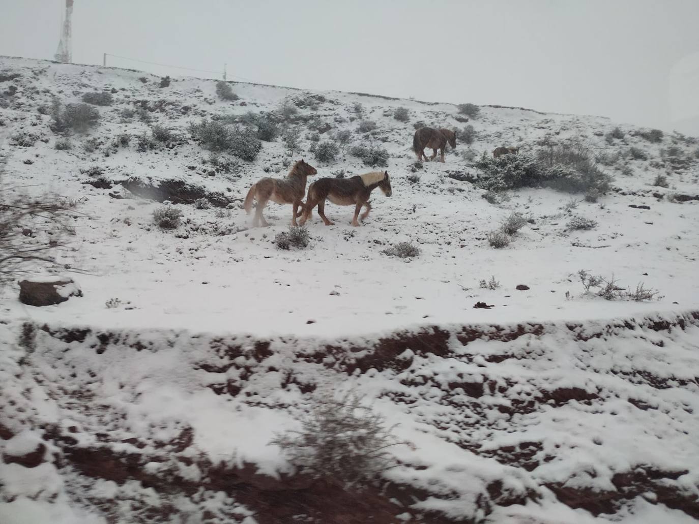 Tal y como anunció ayer la Aemet, los riojanos somos testigos hoy de la alerta amarilla por nieve